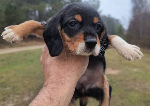 Short-legged beagle puppies