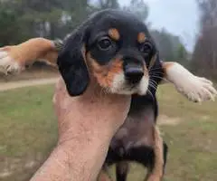 Short-legged beagle puppies - 1