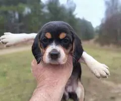 Short-legged beagle puppies - 3