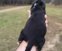 Short-legged beagle puppies - 4