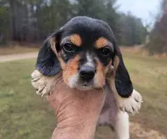 Short-legged beagle puppies - 5