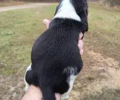 Short-legged beagle puppies - 6