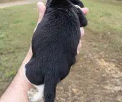 Short-legged beagle puppies - 7