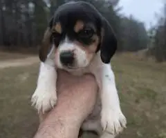 Short-legged beagle puppies - 8