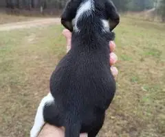 Short-legged beagle puppies - 9