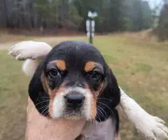 Short-legged beagle puppies - 10