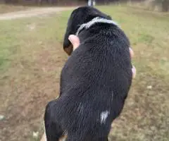 Short-legged beagle puppies - 11