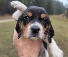 Short-legged beagle puppies - 12