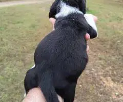 Short-legged beagle puppies - 13