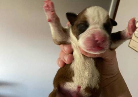 4 boy and 2 girl boxer puppies