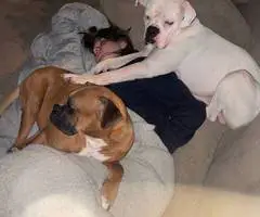 4 boy and 2 girl boxer puppies - 3