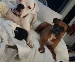 4 boy and 2 girl boxer puppies - 11