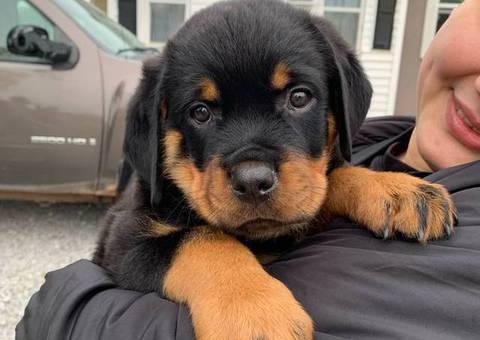 Last male Rottweiler puppy