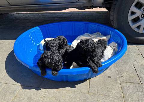 All black Standard Poodle puppies for sale