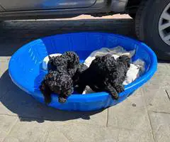 All black Standard Poodle puppies for sale - 1