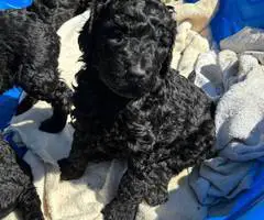 All black Standard Poodle puppies for sale - 2