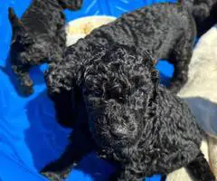 All black Standard Poodle puppies for sale - 3