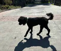 All black Standard Poodle puppies for sale - 5