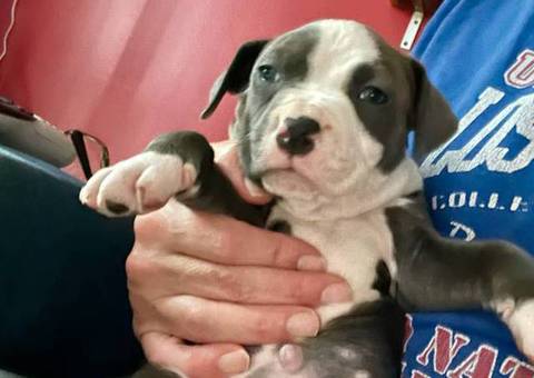 Cute Amstaff puppies for sale
