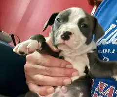 Cute Amstaff puppies for sale - 1