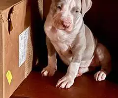 Cute Amstaff puppies for sale - 2
