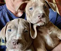 Cute Amstaff puppies for sale - 3