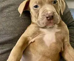Cute Amstaff puppies for sale - 4