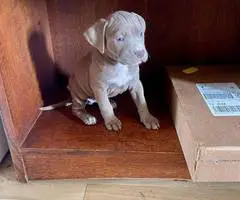 Cute Amstaff puppies for sale - 5