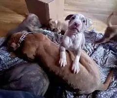 Cute Amstaff puppies for sale - 7