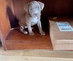 Cute Amstaff puppies for sale - 9