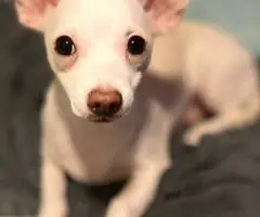2 healthy Chihuahua puppies - 2