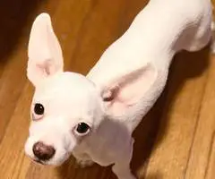 2 healthy Chihuahua puppies - 3