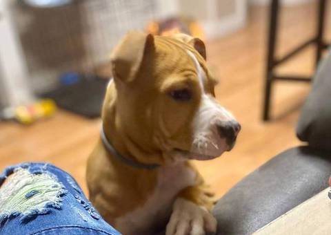 6 months old American Bully puppy