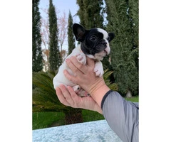 2 males and 1 female French bulldog puppies available
