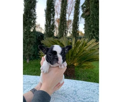 2 males and 1 female French bulldog puppies available