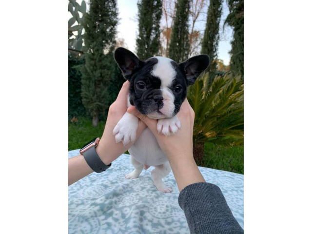 2 males and 1 female French bulldog puppies available in ...