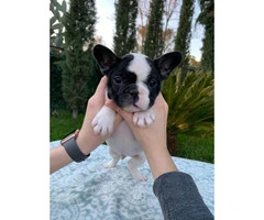 2 males and 1 female French bulldog puppies available