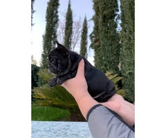 2 males and 1 female French bulldog puppies available