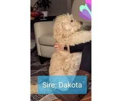 Goldendoodle Pups Rehoming fees 800 - 1000 - 5