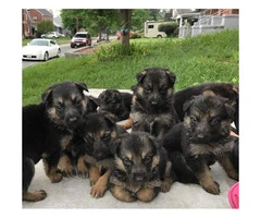 German Shepherd Puppies for FREE
