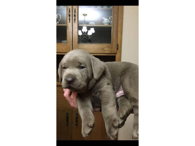 5 week old akc registered Silver Lab Puppies in Wichita ...