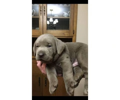 5 week old akc registered Silver Lab Puppies - 1