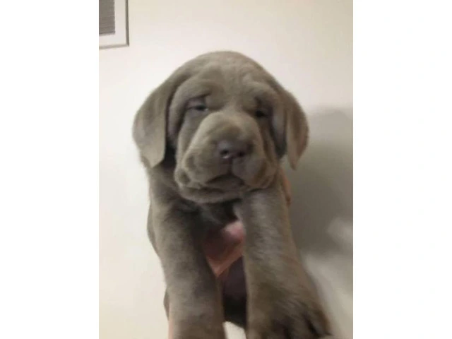 5 week old akc registered Silver Lab Puppies - 2/3