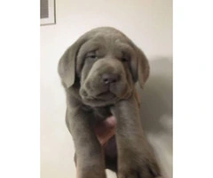 5 week old akc registered Silver Lab Puppies - 2