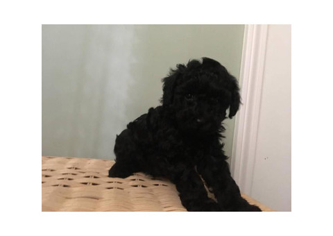 7 week old male miniature poodle puppies