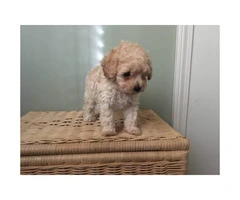 7 week old male miniature poodle puppies - 4