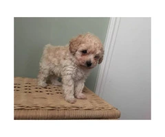 7 week old male miniature poodle puppies - 5