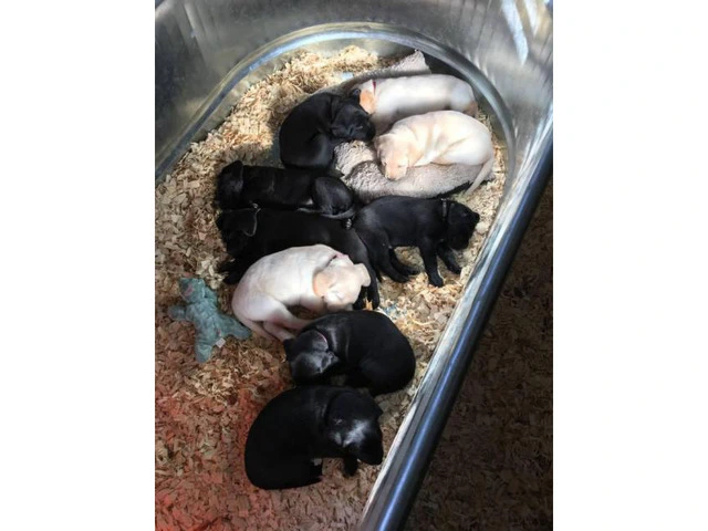 Beautiful Champion bloodlines black and yellow lab puppies - 1/8