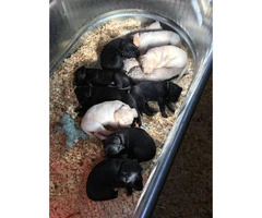 Beautiful Champion bloodlines black and yellow lab puppies - 1