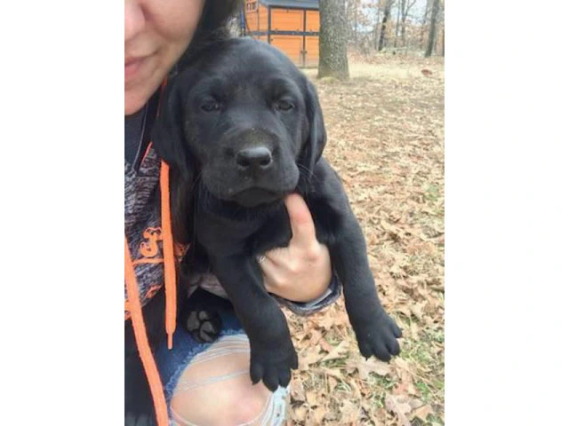 Beautiful Champion bloodlines black and yellow lab puppies - 3/8